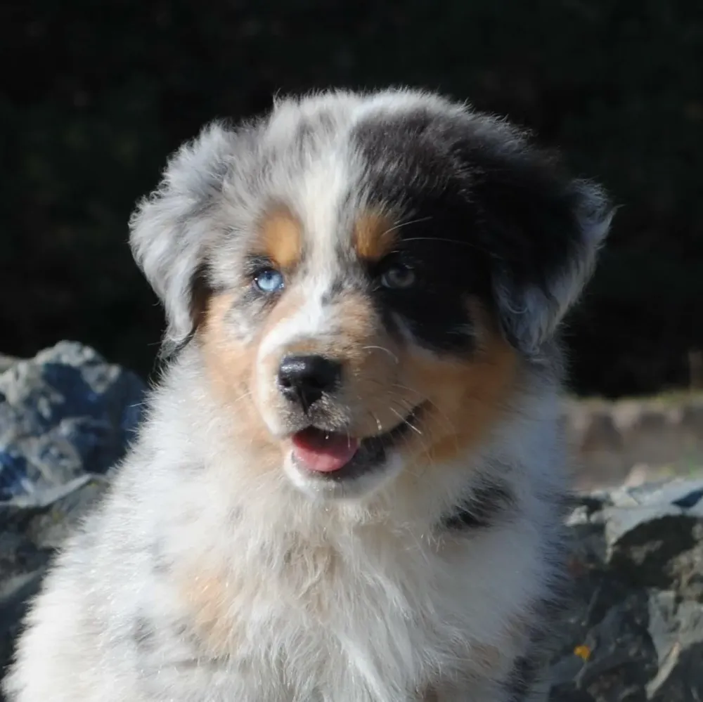 Élevage de chien près de Sées