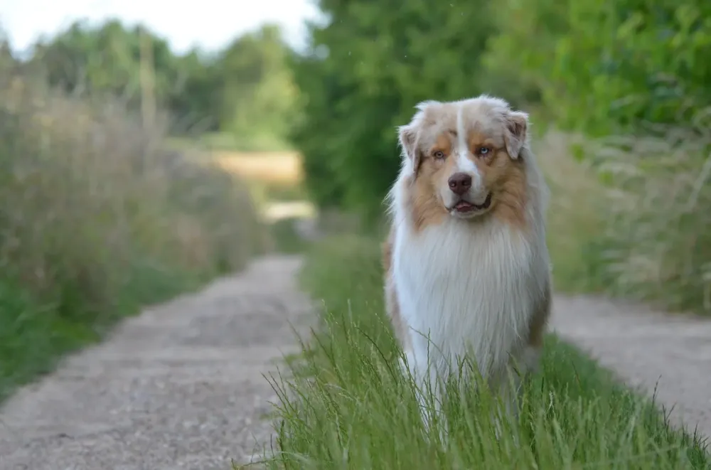 Achat berger australien près de Sées