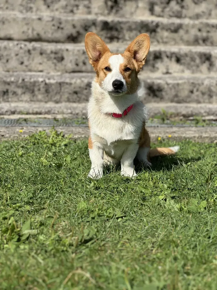 Élevage welsh corgi cardigan près de Sées
