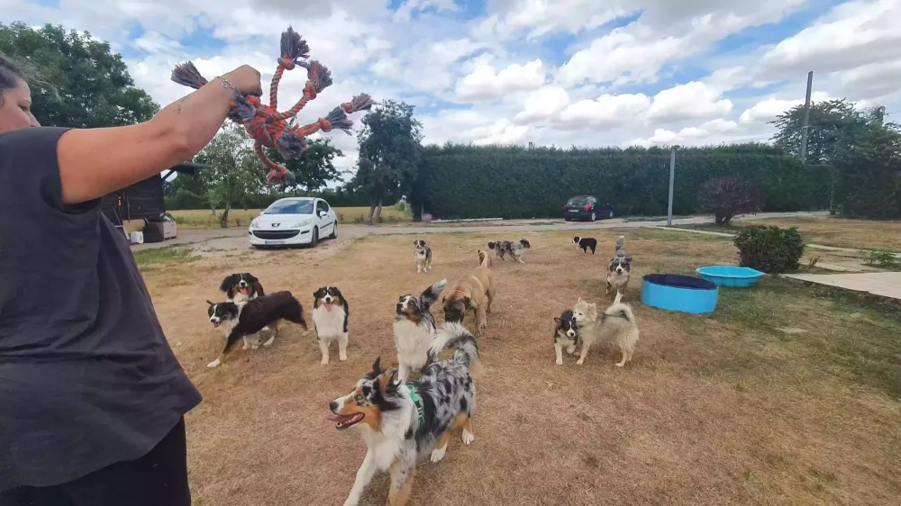 Pension pour chien près de Sées
