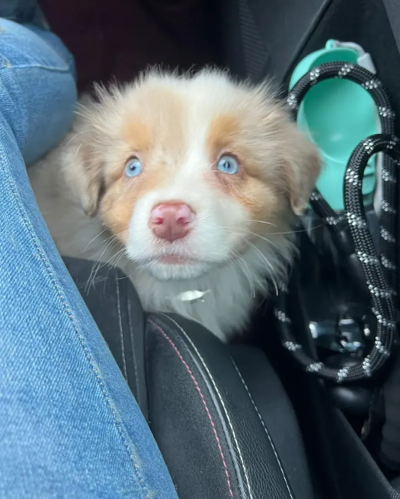 Adoption chiot près de Sées