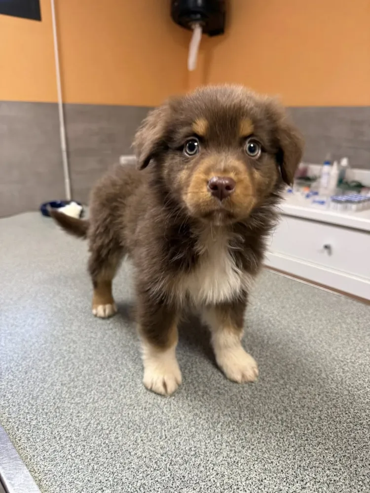 Adoption berger australien près de Sées