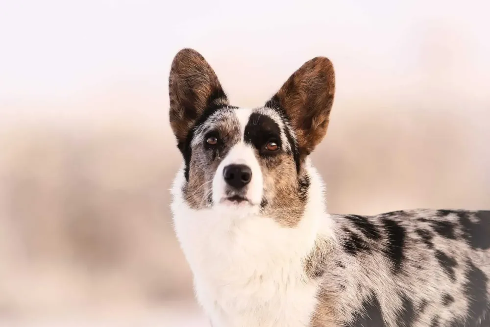 Adoption welsh corgi cardigan près de Sées