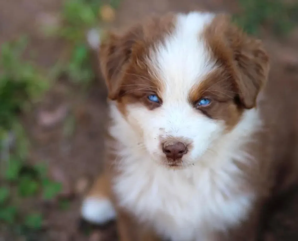 Achat chiot près de Sées