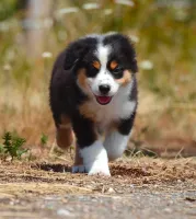 chiot-brigitte-1