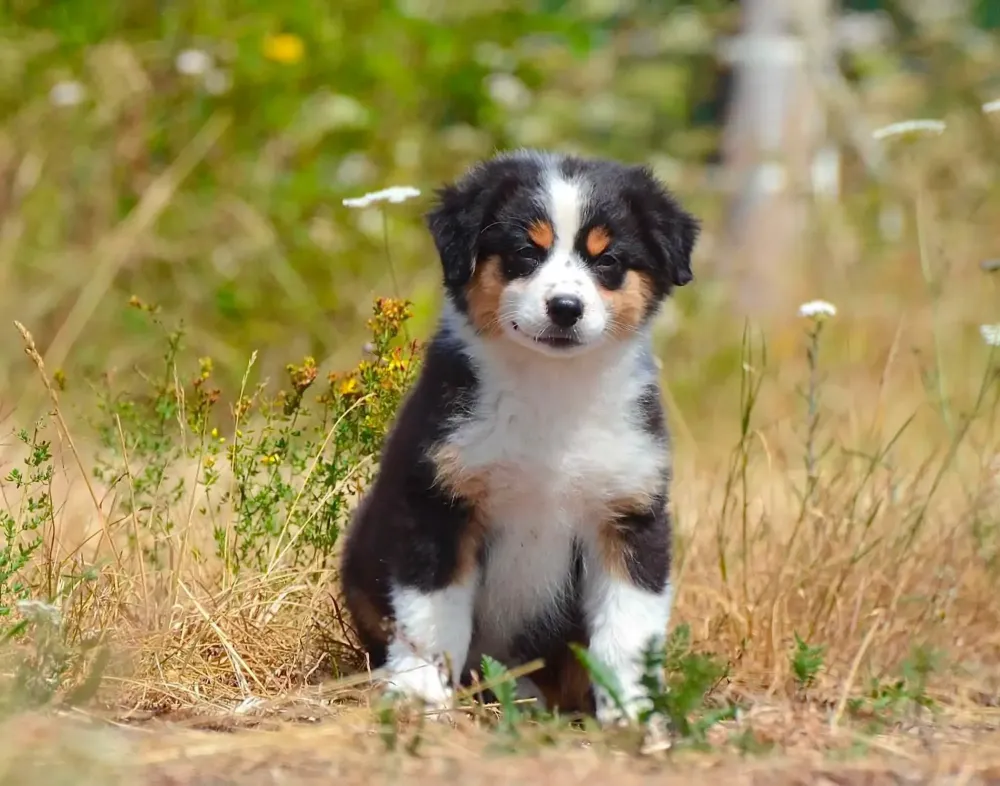 chiot-brigitte-3