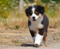 chiot-brigitte-2