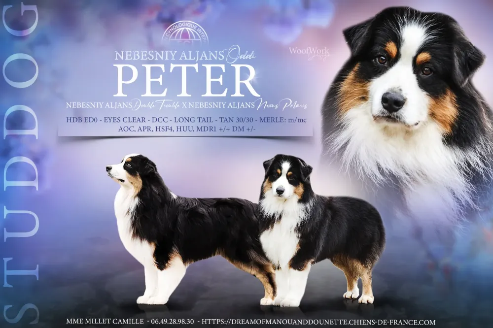 affiche-peter
